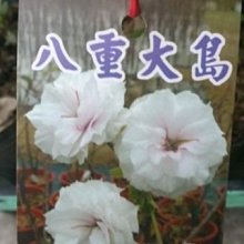 缺貨中-花花世界-喬木-櫻花 **八重大島櫻**4吋盆/高35-40cm/浪漫觀花植物/MA