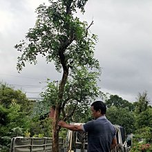 元茂園藝中壢高鐵南路園區 特優型七里香老樹 三十年樹齡 盆植全年可出貨 中部以北免運費宅配