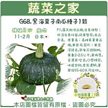 【蔬菜之家滿額免運】G68.黑海栗子南瓜種子1顆(F1,生長強勢；低溫生長旺盛,產量高.蔬菜種子)