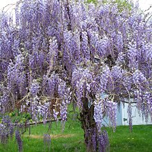 精品紫藤/6吋/開花植物/綠籬植物