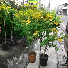 花花世界_特殊造型圍籬苗**黃槐，(棒棒糖造型)**小花黃槐/8吋盆*大型物件，無法超取*(特價中)