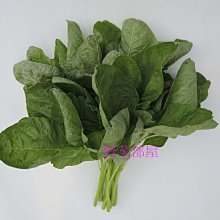 【野菜部屋~】A10 群峰特青莧菜種子13公克 , 耐熱品種 , 葉色深綠 , 莖葉柔嫩 , 每包15元~