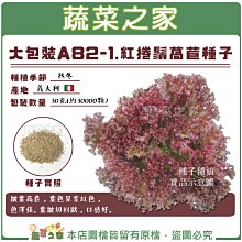 【蔬菜之家滿額免運00A82-1】大包裝.紅捲鬚萵苣種子30克(約30000顆) ※不適用郵寄掛號配送