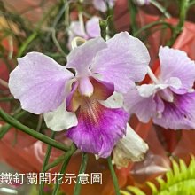 花花世界-蘭科*鐵釘蘭*-棒葉萬代蘭-尖葉萬代蘭/4吋盆/高20-50cm / 花期:春末至秋初 /MA