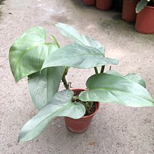 花花世界_室內植物*銀劍蔓綠絨*-銀葉蔓綠絨/5-6吋盆/高20-30 cm/MA