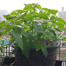 【野菜部屋~中包裝】T14 荊芥(貓薄荷)種子6公克 , 多年生草本植物 , 每包180元 ~