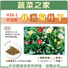 【蔬菜之家滿額免運00H38-1】大包裝.非洲菊種子0.7克(約160顆)※不適用郵寄掛號配送※