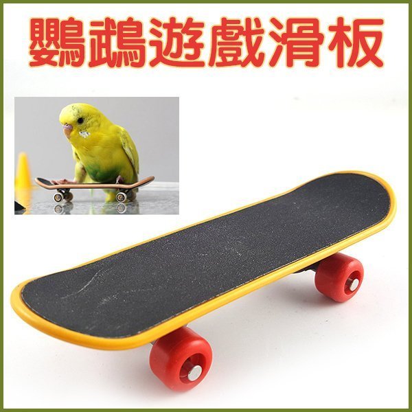 【李小貓之家】SUNBIRD《鸚鵡遊戲滑板》拍照、滑行、滑下，極佳鸚鵡互動玩具（適合中小型鸚鵡）
