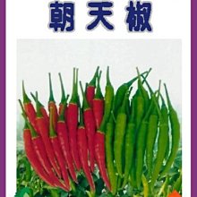 【野菜部屋~】M01泰國朝天椒種子20粒 , 泰國進口種子 , 辣味強 , 每包15元~