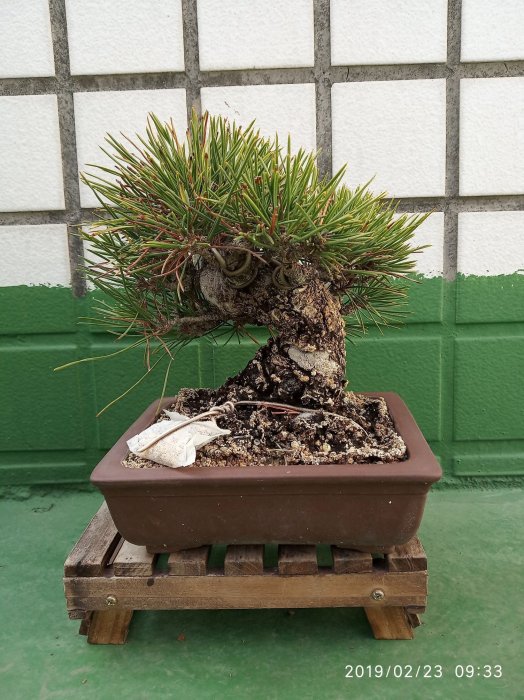 日本進口精緻黑松小品盆栽25年以上老樹粗幹有老態歡迎自取幹粗約6公分