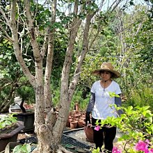 元茂園藝中壢園區-新貨上架 收藏品-四季桂花巨無霸全樹型老樹 百年樹齡移植袋裝多年