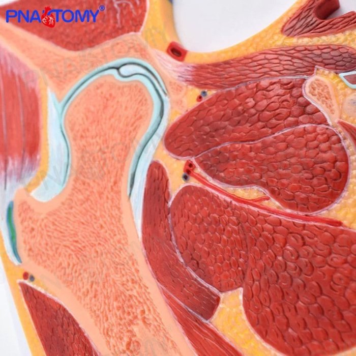 【熱賣精選】人體MRI髖關節骨骼肌肉剖面構造解剖模型醫學骨科疼痛科教學標本