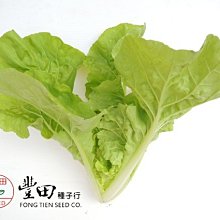 【野菜部屋~】F30 白尼龍白菜種子3.5公克 ,又名朝鮮白菜 ,葉柔嫩 ,口感好 ,每包15元~