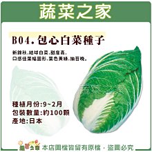 【蔬菜之家滿額免運】B04.包心白菜種子100顆(結球白菜.甜度高.葉幅圓形.葉色黃綠.抽苔晚。)