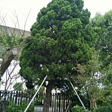 元茂園藝高鐵南路園區 巨無霸 60年龍柏老樹 歡迎現場鑑賞 假植處理完成全年可移植出貨