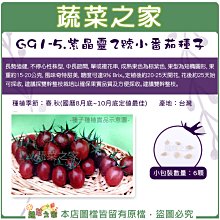 【蔬菜之家滿額免運】G91-5.紫晶靈2號小番茄種子6顆//成熟果色為棕紫色，果型為短橢圓形，果重約15-20公克