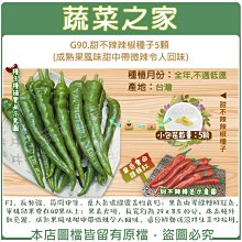 【蔬菜之家滿額免運】G90.甜不辣辣椒種子5顆 (成熟果風味甜中帶微辣令人回味)(F1，長勢強、節間中等、葉大色濃綠)