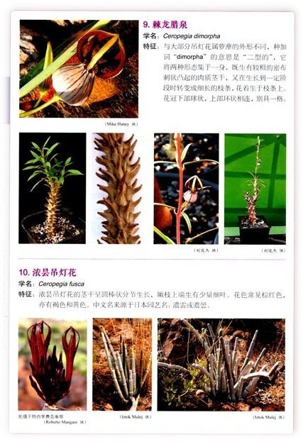 【多肉植物之蘿藦奇葩】360餘種形態各異的蘿藦奇葩，1000+圖片， ISBN：9787503893766