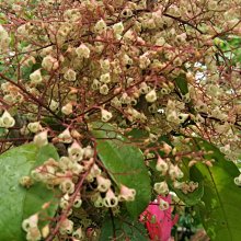 元茂園藝龍潭園區 果樹/蘋婆 十三年樹齡移植袋裝