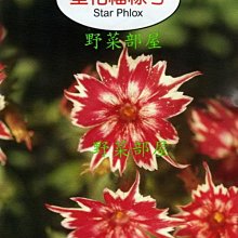 【野菜部屋~】Y62 星花福祿考Star Phlox~天星牌原包裝種子~每包17元~