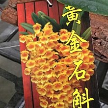 花花世界_季節花卉--黃金石斛蘭(樹皮板/上板)，金黃的色彩--為蘭科石斛屬/木板長約10~12cm/Tm