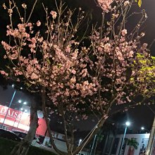 元茂園藝桃園三民店 富士櫻花 頂級樹型 十五年盆栽 每年開爆滿 錯過不再有 挑選價50000元