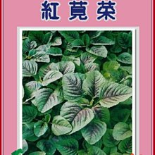 【野菜部屋~中包裝】A08紅莧菜種子270公克 , 含豐富的鈣質 , 每包180元~