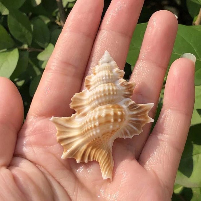 天然貝殼海螺翼螺標本螺魚缸水族裝飾擺件收藏家居創意禮品工藝品