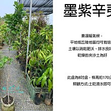 心栽花坊-墨紫辛夷/紫辛夷/木蘭/高壓苗/8吋/開花植物/綠化植物/綠化環境/售價2000特價1800