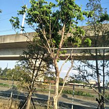 元茂園藝中壢園區-新貨上架 果樹-龍眼 二十年樹齡移植袋裝 半日照以上均可種植