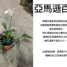 心栽花坊-亞馬遜百合/香花植物/觀花植物/球根植物/5吋/售價300特價250