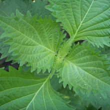 花花世界-香草植物**青紫蘇(不分品種出貨)**5吋盆/高35-50cm/日本料理常用/MA