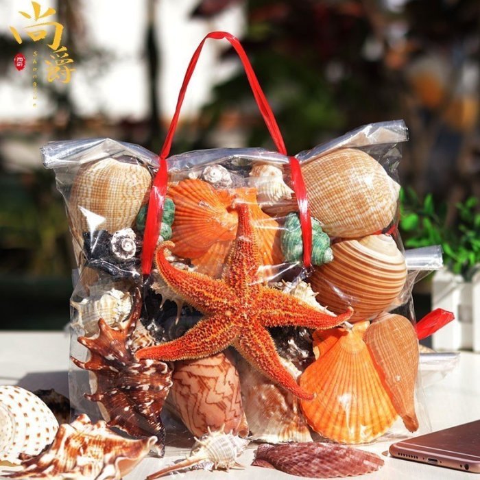 【熱賣精選】海南天然大貝殼海螺海星家居擺件魚缸造景水族箱裝飾兒*特價