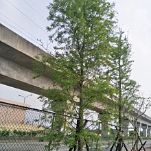 元茂園藝中壢高鐵南路園區落羽松 十餘年樹齡移植袋裝 批發價供應 如需運送運費及種植工資另計 秋天會變色(宜蘭、台北、桃竹苗單次五棵以上即可外送)