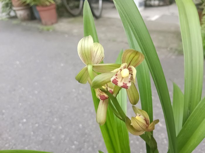 芳草園－四季蘭「新品荷瓣花」