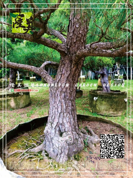 隆美園藝LONGMEIGN-樹的專賣店//大型庭園造型黑松--價格電洽