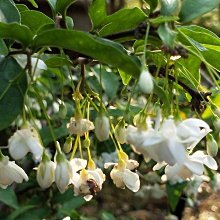 元茂園藝中壢高鐵南路園區  香料植物/香水梅四年盆栽大量開花中