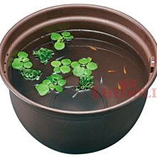 微笑的魚水族☆GEX-五味【觀賞圓型飼育盆320-茶色(空盆)】不含內容物