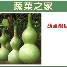 【蔬菜之家滿額免運】G32.葫蘆匏瓜種子5顆(觀賞用，煮食亦可.蔬菜種子)