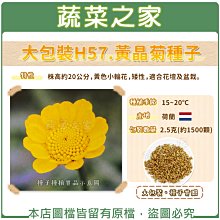 【蔬菜之家滿額免運】大包裝H57.黃晶菊種子2.5克(約1500顆) ※不適用郵寄掛號配送