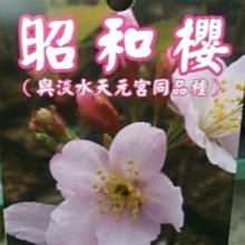 花花世界-喬木-櫻花**昭和櫻** 4吋盆/高35-40cm/浪漫粉紅/MA