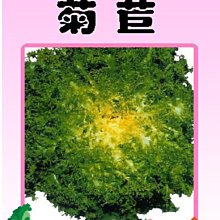【野菜部屋~】B11 日本菊苣種子1公克  , 又稱明目菜 , 每包15元~