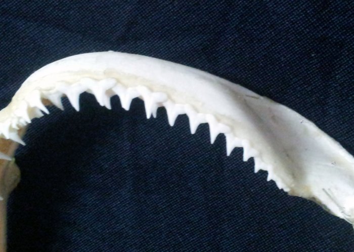 [灰三齒鯊嘴牙] 15公分White-tip Reef 灰三齒鯊..專家製作雪白無魚腥味! 是標本也是掛飾! #13