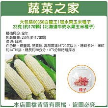 【蔬菜之家滿額免運】大包裝G50.白龍王1號水果玉米種子23克(約170顆)(北海道牛奶水果玉米種子)(有藥劑處理) 玉米 蔬菜種子 ※不適用郵寄掛號配送