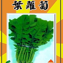 【野菜部屋~】I09 日本葉蘿蔔種子4.7公克 ,是吃葉子的 ,每包15元~