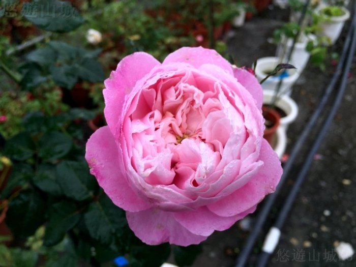 羽毛 Plume。悠遊山城(創始店)5-6吋盆玫瑰~特價250
