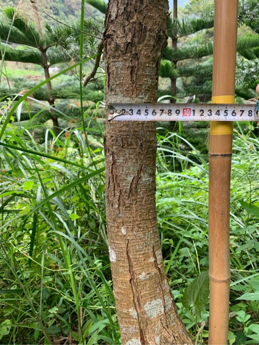 《小溪地農場》台灣油杉，高約3米，米徑7公分，地植，售5萬