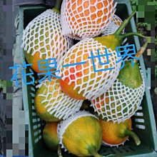 新鮮優質木鱉果 果實 自然農法種植6台斤