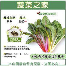 【蔬菜之家滿額免運】A106.奇巧瑞士甜菜種子0.8克(約30顆)//甜菜生性強健，病蟲害極少，健康有機蔬菜最理想的菜種