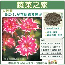 【蔬菜之家滿額免運】大包裝H42-1.星花福祿考種子10克(約5500顆)(閃爍) 星瓣花，混合色，密叢性，株高約20公分 ※不適用郵寄掛號配送